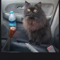 گربه ماده بریتیش لانگ هیربلک