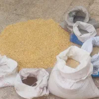 دان فوق العاده مقوی برای نژاد گوشتی و تخم گذار