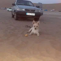 سگ پاپی ۲ ماهه