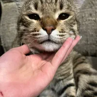 واگذاری گربه ۲ عدد