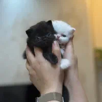 بچه گربه نژاد پرشین