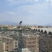 کبوتر ماده پیس مسجدی مچ پا کاکلی