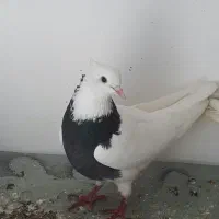 دو عدد کلفه ماده معاوضه به کلفه نر