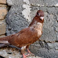 کبوتر زاغ|پرنده|جیرفت, |دیوار