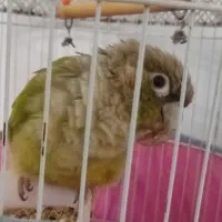 طوطی گرینچیک
