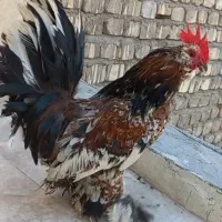 خروس بلژیکی|حیوانات مزرعه|قم, شهرک سازمان آب|دیوار