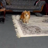 سگ پامر ماده