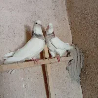 کبوتر