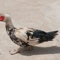 اردک|پرنده|اهواز, شهرک نفت|دیوار