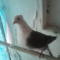 دوعد ماده پشتدار سیاه و سبز|پرنده|تهران, جوادیه تهرانپارس|دیوار