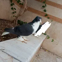 کبوتر نر لاهور