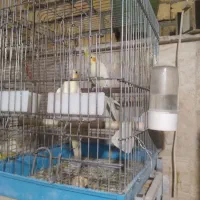 عروس هلندی با جوجه|پرنده|محلات, |دیوار