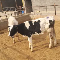 گوساله قطع شیر|حیوانات مزرعه|شال, |دیوار