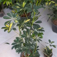 شفلرا دوشاخ سایز درشت|گل و گیاه طبیعی|قم, نیروگاه|دیوار