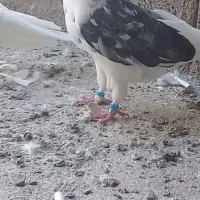 کبوتر