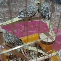 عروس هلندی 2ماهه|پرنده|بانه, |دیوار