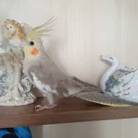 طوطی عروس|پرنده|رشت, کوی مهر|دیوار