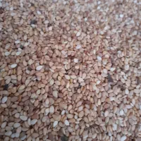 فروش کنجد محلی امساله در حال بر داشت|خوردنی و آشامیدنی|فریم, |دیوار