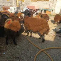 حیوانات مزرعه|حیوانات مزرعه|اردبیل, |دیوار