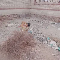 واگذاری سگ|سگ|فشاپویه, |دیوار