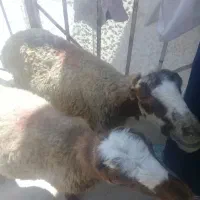 ۱عدد میش وبره