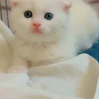 پیشی بریتیش و اسکاتیش چشم ابی