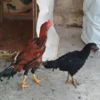 جوجه و مرغ وخروس لاری معاوضه