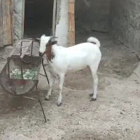 فروش کهره خانگی