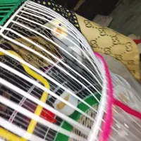 پرنده عروس هلندی|پرنده|قائم‌شهر, |دیوار