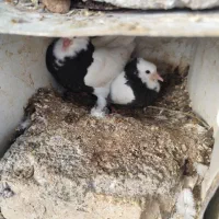 کبوتر پرشی|پرنده|سامان, |دیوار