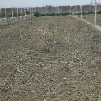 زمین باغی چسبیده به گنبد با مجوز فنس کشی شده