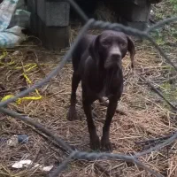 سگ شکاری ماده|سگ|رشت, باهنر|دیوار