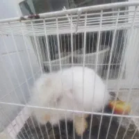 خرگوش