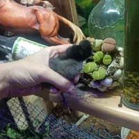 جوجه مرغ خروس کاکلی