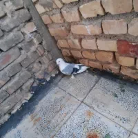 کبوتر پاپر