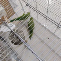 ملنگو|پرنده|سی‌سخت, |دیوار