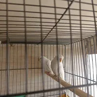 مرغ عشق سفید|پرنده|قم, شهرک مهدیه (مدرس)|دیوار