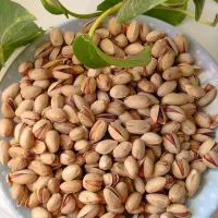 پسته تازه امسالی پسته خندان اجیل