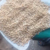 گندم پیشگام|خوردنی و آشامیدنی|میان جلگه, |دیوار