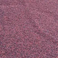 هسته آلبالو