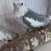 جفت عروس هلندی|پرنده|گرمسار, |دیوار