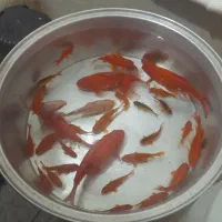 فروش فوری ماهی قرمز|ماهی|کوهدشت, |دیوار