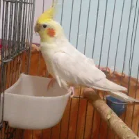 عروس هلندی لوتینو دستی