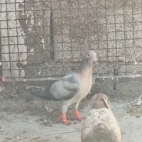 کبوتر جوجه سرور شکلاتی  چاپی