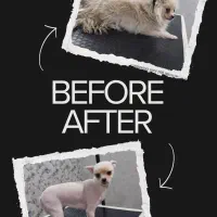 اصلاح و شستشوی حیوانات (سگ و گربه) در کلینیک|خدمات پیشه و مهارت|یزد, |دیوار