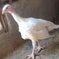 بوقلمون ۲ ماهه