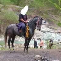 نریمان سه سال|اسب و تجهیزات اسبسواری|آمل, |دیوار