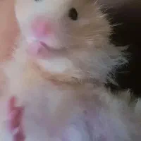 همستر نر|موش و خرگوش|بجنورد, |دیوار