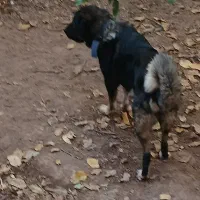 سگ قفقازی ماده نگهبان الابای سراب ژرمن|سگ|تهران, تهرانپارس شرقی|دیوار