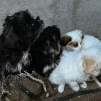 سه تا شیتزو قیمت خوب|سگ|تهران, بلوار کشاورز|دیوار